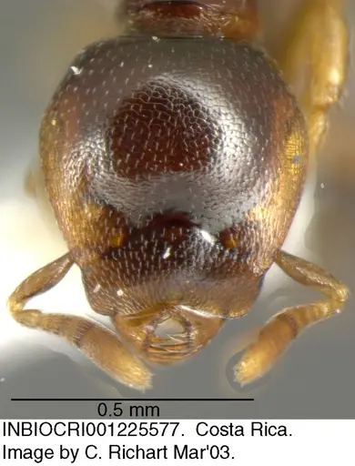 Strumigenys wheeleriana specimen INBIOCRI001225577 image inbiocri001225577_1