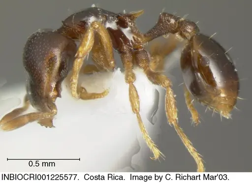 Strumigenys wheeleriana specimen INBIOCRI001225577 image inbiocri001225577_2