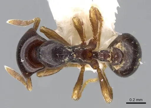 Strumigenys wheeleriana specimen INBIOCRI001237658 image inbiocri001237658_1