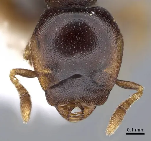 Strumigenys wheeleriana specimen INBIOCRI001237658 image inbiocri001237658_2