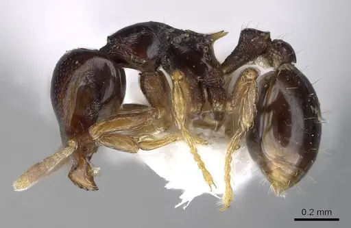 Strumigenys wheeleriana specimen INBIOCRI001237658 image inbiocri001237658_3