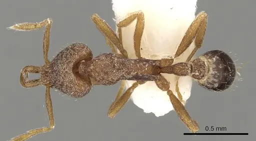 Strumigenys wilsoni specimen CASENT0280754 image casent0280754_1