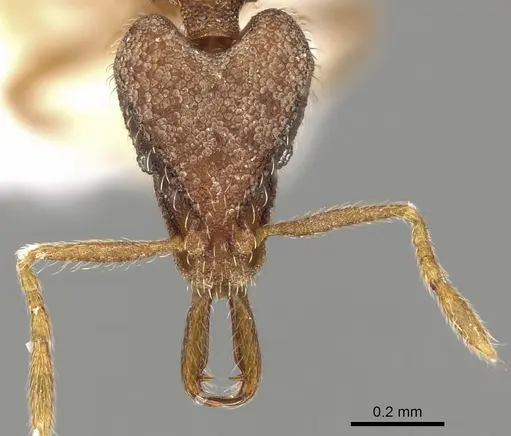 Strumigenys wilsoni specimen CASENT0280754 image casent0280754_2