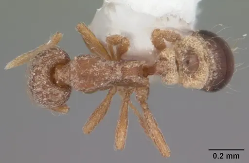 Strumigenys wrayi specimen CASENT0104491 image casent0104491_1