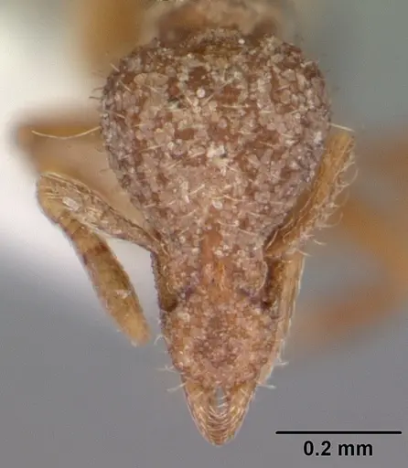Strumigenys wrayi specimen CASENT0104491 image casent0104491_2