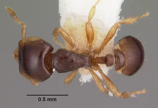 Strumigenys xenochelyna specimen CASENT0102594 image casent0102594_1