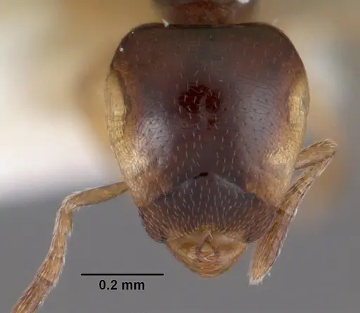 Strumigenys xenochelyna specimen CASENT0102594 image casent0102594_2