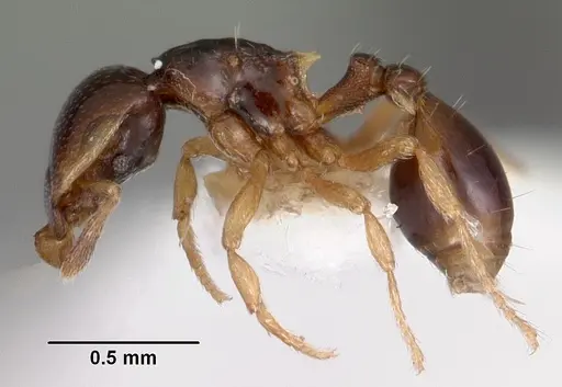 Strumigenys xenochelyna specimen CASENT0102594 image casent0102594_3