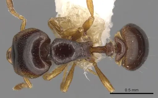 Strumigenys xenochelyna specimen CASENT0900203 image casent0900203_1