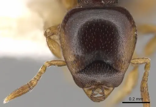 Strumigenys xenochelyna specimen CASENT0900203 image casent0900203_2