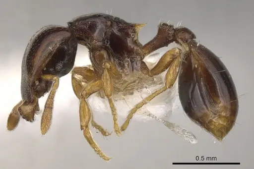 Strumigenys xenochelyna specimen CASENT0900203 image casent0900203_3