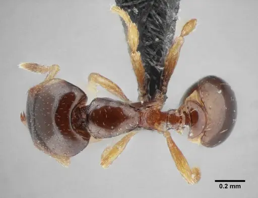 Strumigenys xenochelyna specimen UFV-LABECOL-000091 image ufv-labecol-000091_1