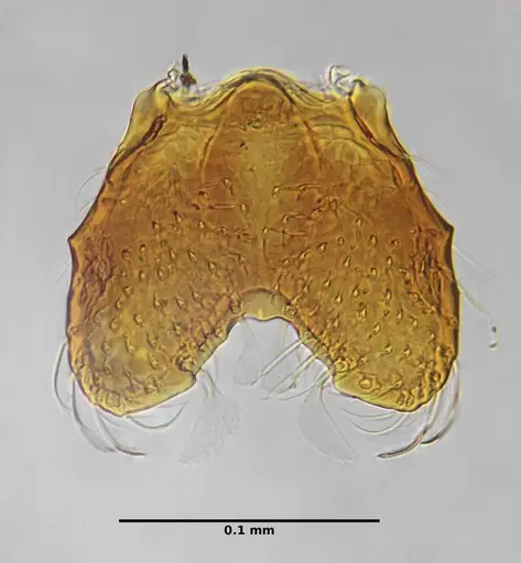 Strumigenys xenochelyna specimen UFV-LABECOL-000091 image ufv-labecol-000091_3