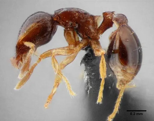 Strumigenys xenochelyna specimen UFV-LABECOL-000091 image ufv-labecol-000091_4