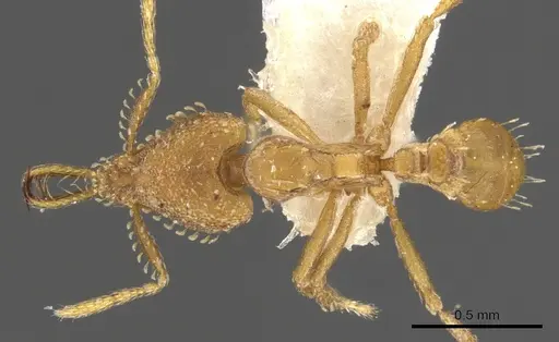 Strumigenys xenohyla specimen CASENT0900602 image casent0900602_1