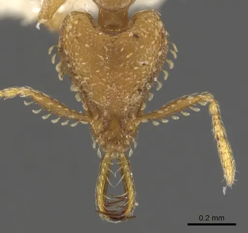 Strumigenys xenohyla specimen CASENT0900602 image casent0900602_2