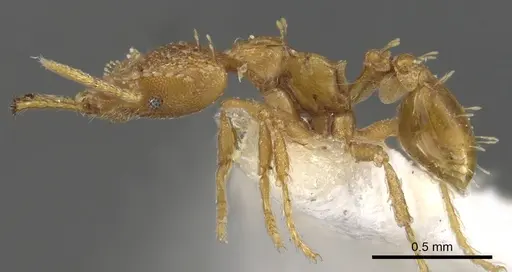 Strumigenys xenohyla specimen CASENT0900602 image casent0900602_3