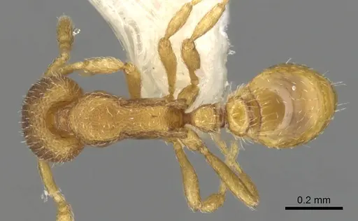 Strumigenys xenomastax specimen CASENT0900163 image casent0900163_1