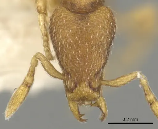 Strumigenys xenomastax specimen CASENT0900163 image casent0900163_2