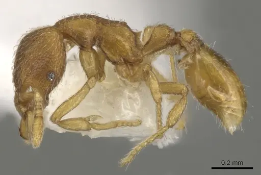 Strumigenys xenomastax specimen CASENT0900163 image casent0900163_3