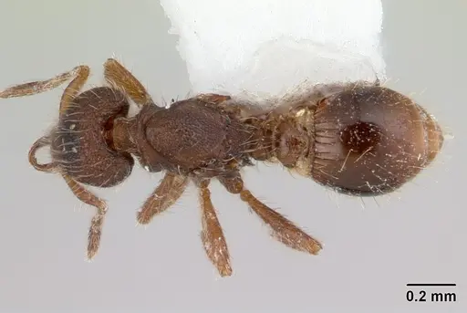Strumigenys xenos specimen CASENT0178223 image casent0178223_1