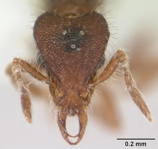Strumigenys xenos specimen CASENT0178223 image casent0178223_2