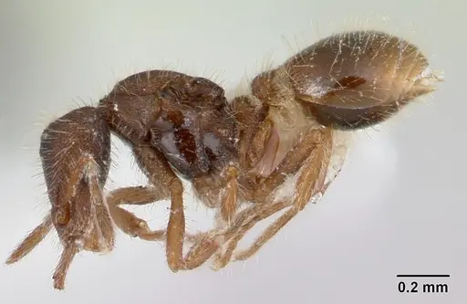 Strumigenys xenos specimen CASENT0178223 image casent0178223_3
