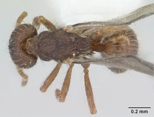 Strumigenys xenos specimen CASENT0178232 image casent0178232_1