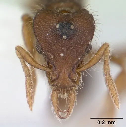 Strumigenys xenos specimen CASENT0178232 image casent0178232_2