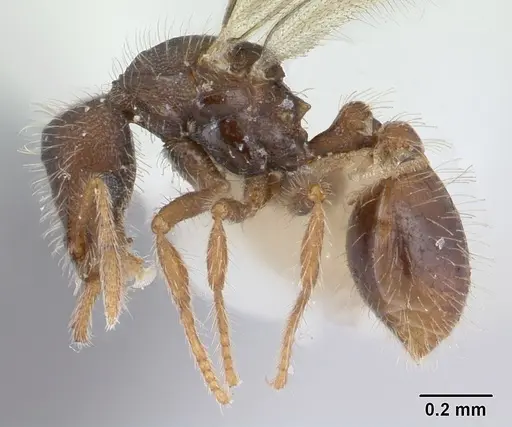 Strumigenys xenos specimen CASENT0178232 image casent0178232_3