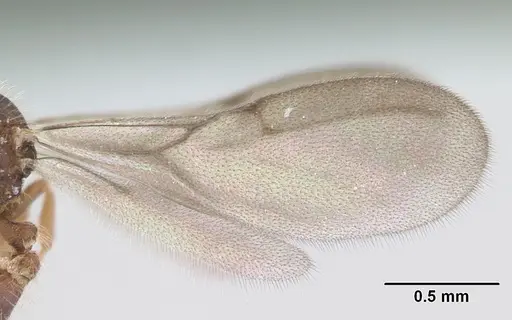 Strumigenys xenos specimen CASENT0178232 image casent0178232_4