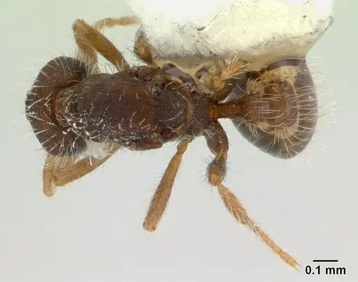 Strumigenys xenos specimen CASENT0178875 image casent0178875_1