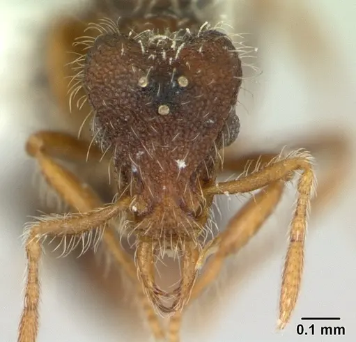 Strumigenys xenos specimen CASENT0178875 image casent0178875_2