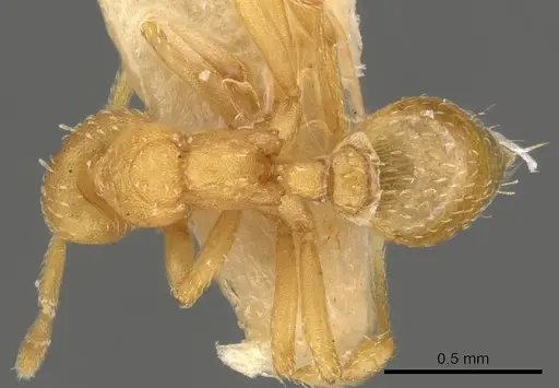 Strumigenys yaleogyna specimen CASENT0900157 image casent0900157_1