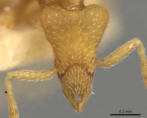 Strumigenys yaleogyna specimen CASENT0900157 image casent0900157_2