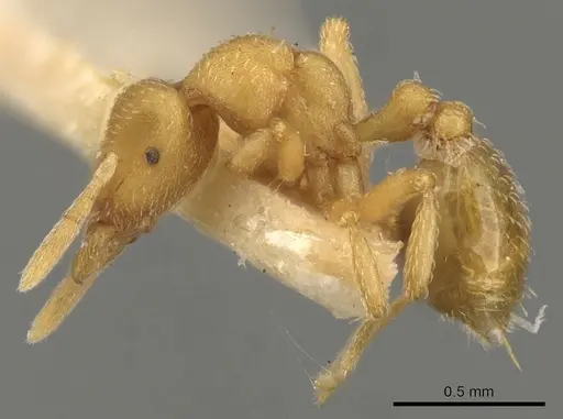 Strumigenys yaleogyna specimen CASENT0900157 image casent0900157_3