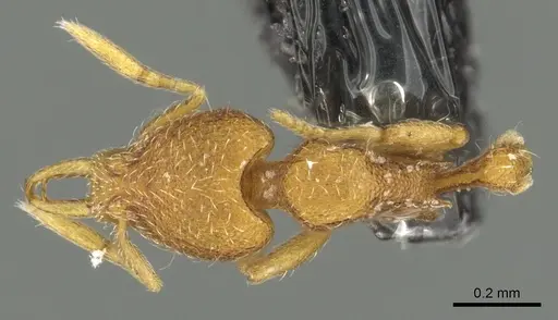 Strumigenys yaleopleura specimen CASENT0900854 image casent0900854_1