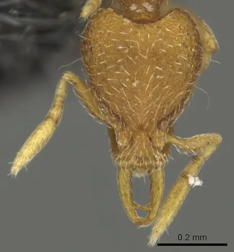Strumigenys yaleopleura specimen CASENT0900854 image casent0900854_2