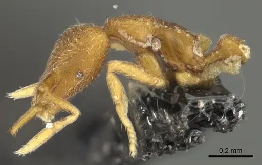 Strumigenys yaleopleura specimen CASENT0900854 image casent0900854_3