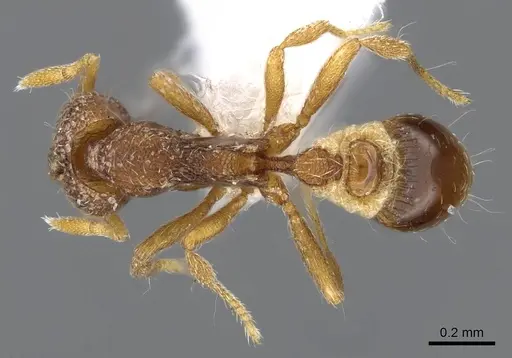 Strumigenys yaleopleura specimen CASENT0914879 image casent0914879_1