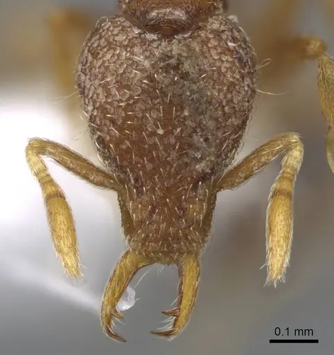 Strumigenys yaleopleura specimen CASENT0914879 image casent0914879_2