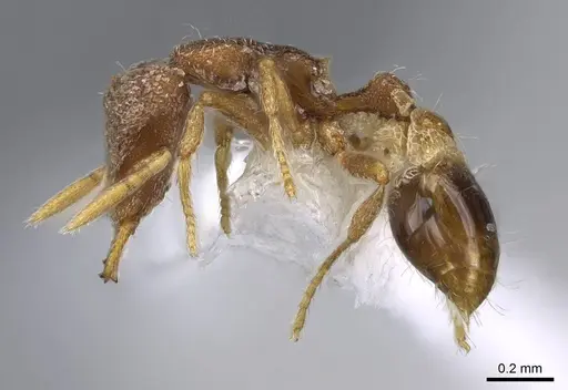 Strumigenys yaleopleura specimen CASENT0914879 image casent0914879_3