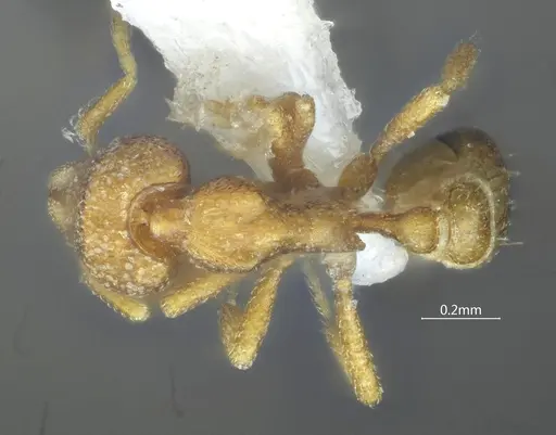 Strumigenys yangi specimen ANTWEB1060572 image antweb1060572_1