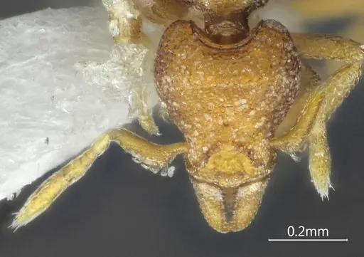 Strumigenys yangi specimen ANTWEB1060572 image antweb1060572_2