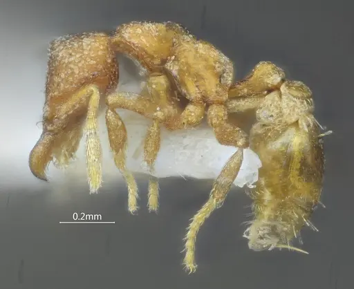 Strumigenys yangi specimen ANTWEB1060572 image antweb1060572_3