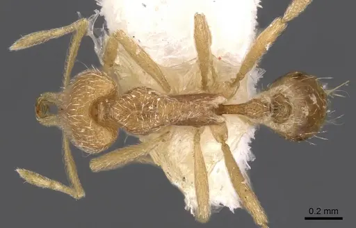 Strumigenys zagan specimen CASENT0900817 image casent0900817_1