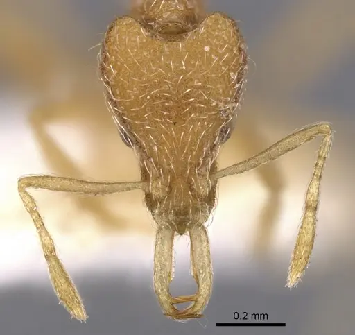 Strumigenys zagan specimen CASENT0900817 image casent0900817_2