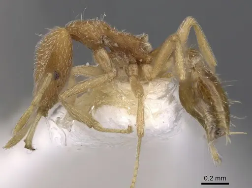 Strumigenys zagan specimen CASENT0900817 image casent0900817_3