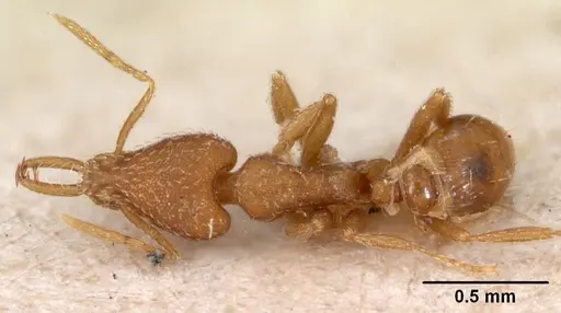 Strumigenys zandala specimen CASENT0102149 image casent0102149_1