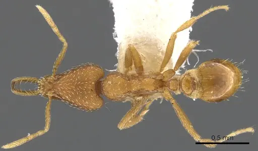 Strumigenys zandala specimen CASENT0900618 image casent0900618_1